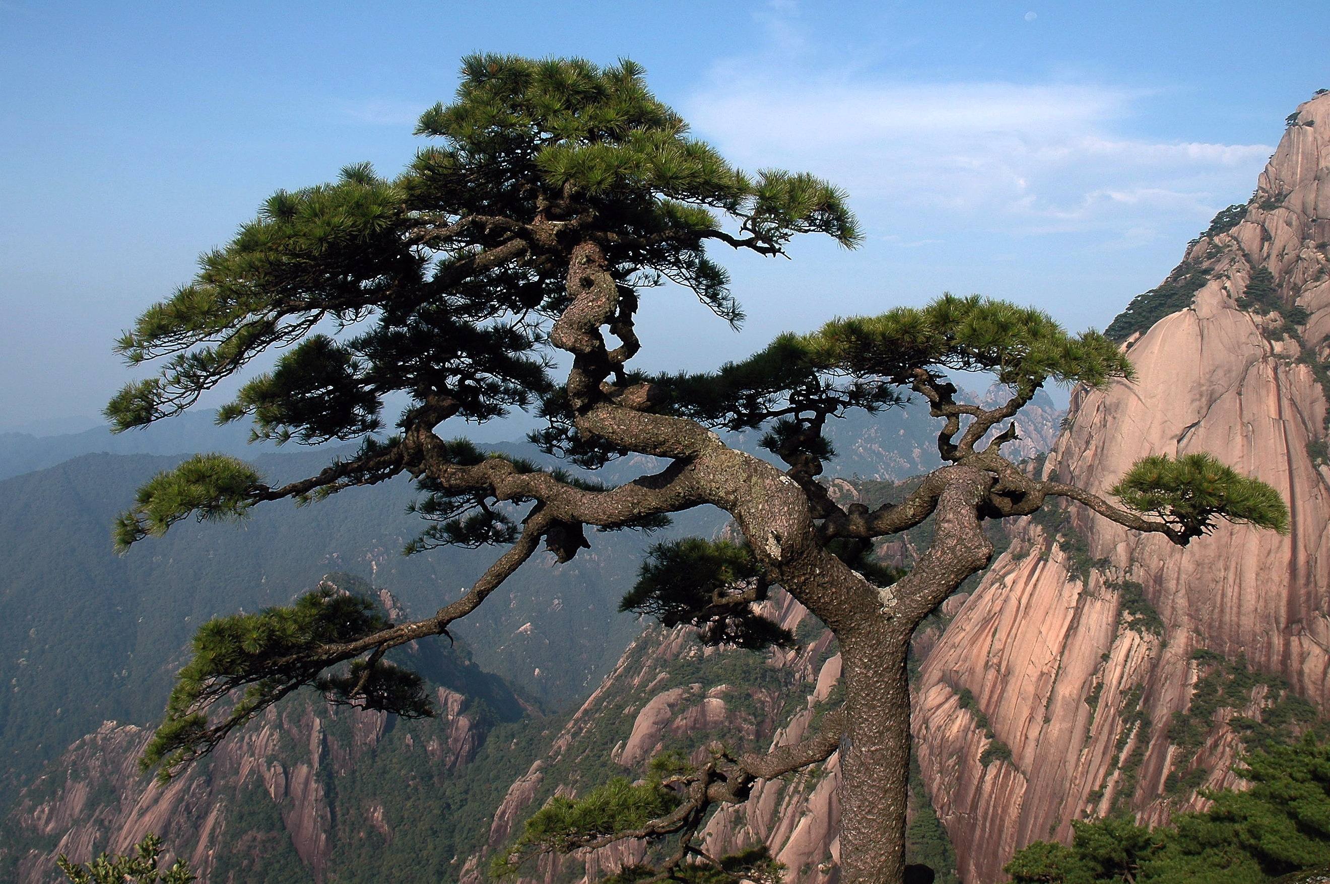 全国最有名的古树，树龄上千年，名字一棵比一棵霸气_凤凰松