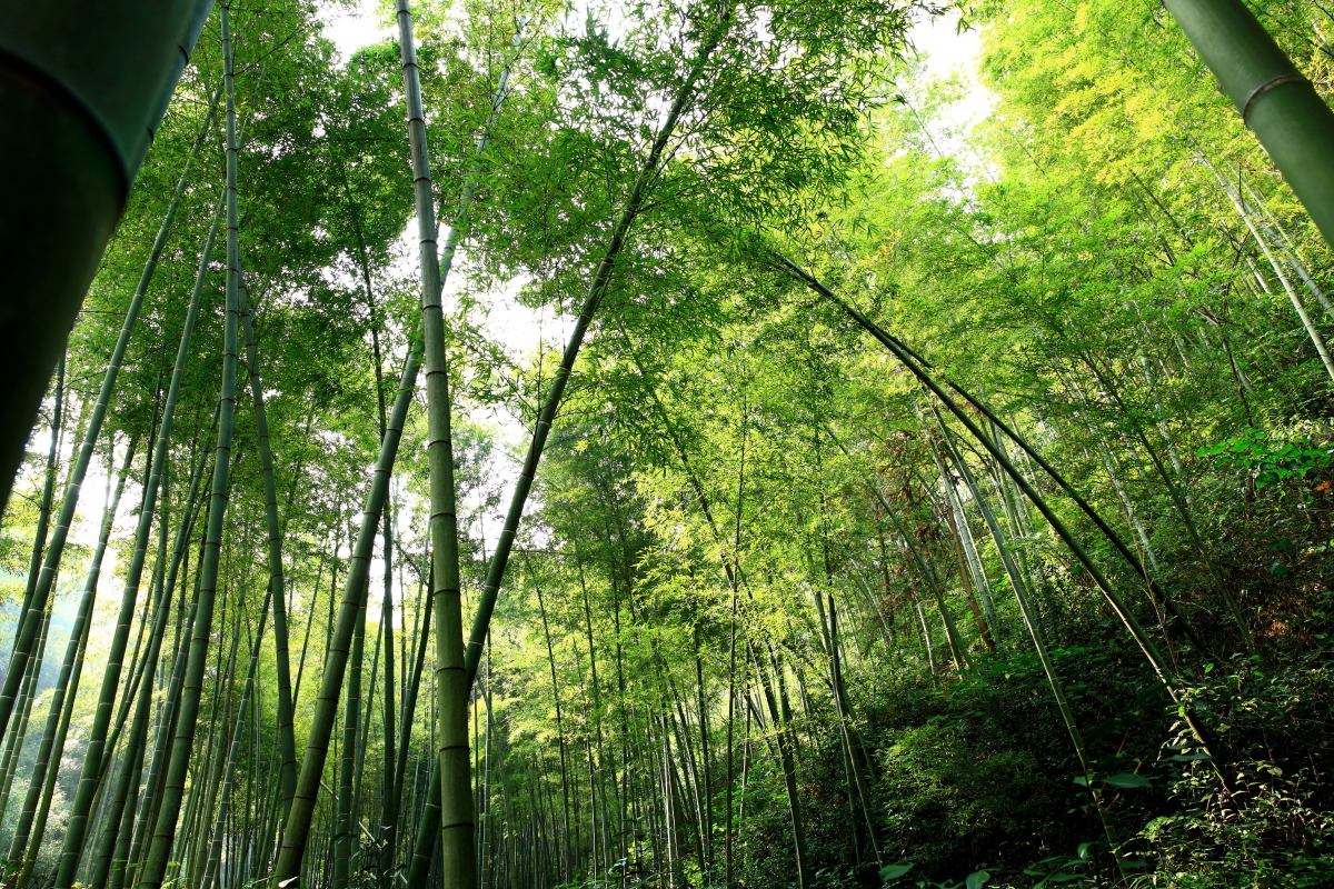 Putuo bamboo