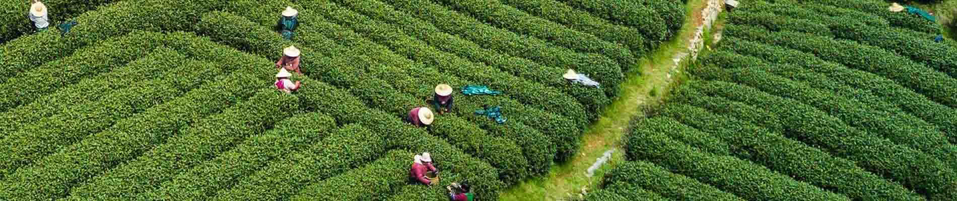 Hangzhou is noted as the capital of Tea in China and it's endowed with picturesque tea village, green tea plantation, and friendly tea farmers. We will help you head straight inside the real chinese tea culture.