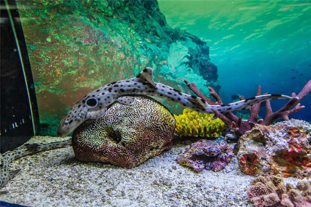 Shanghai Ocean Aquarium