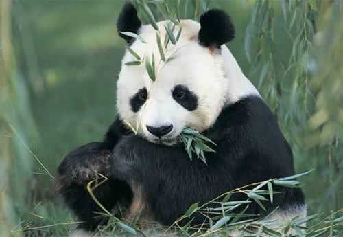 3 Days Chengdu Panda Private Tour from Shanghai