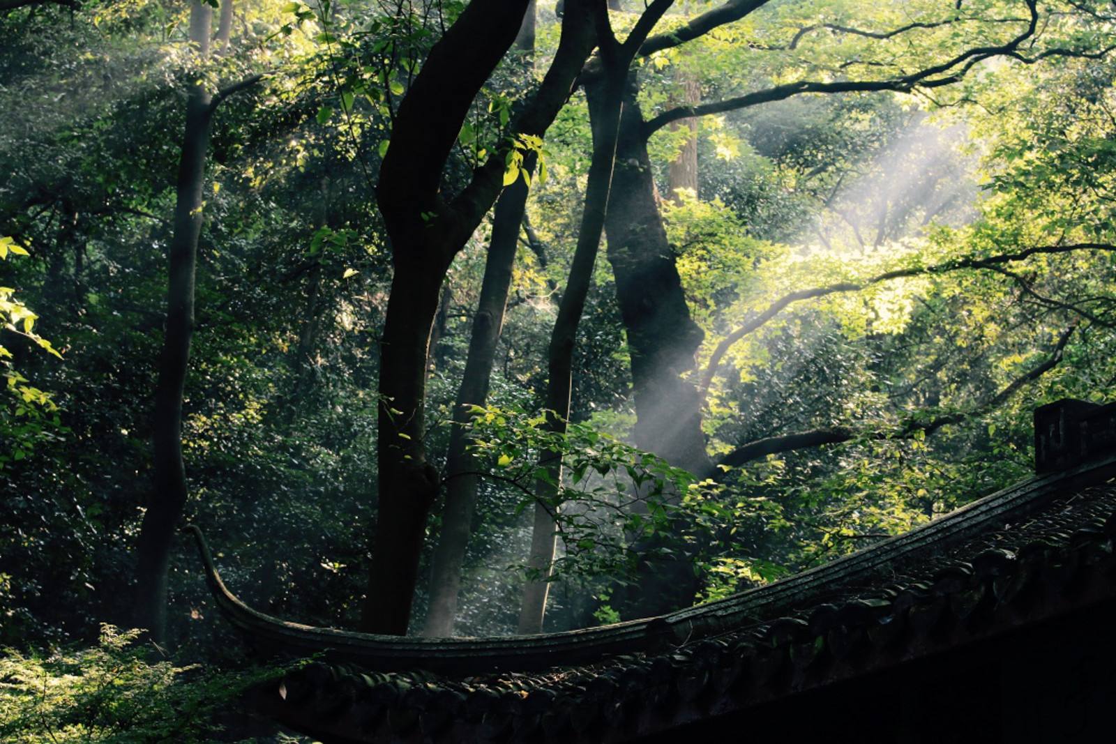 Bamboo-lined-path-at-Yunqi