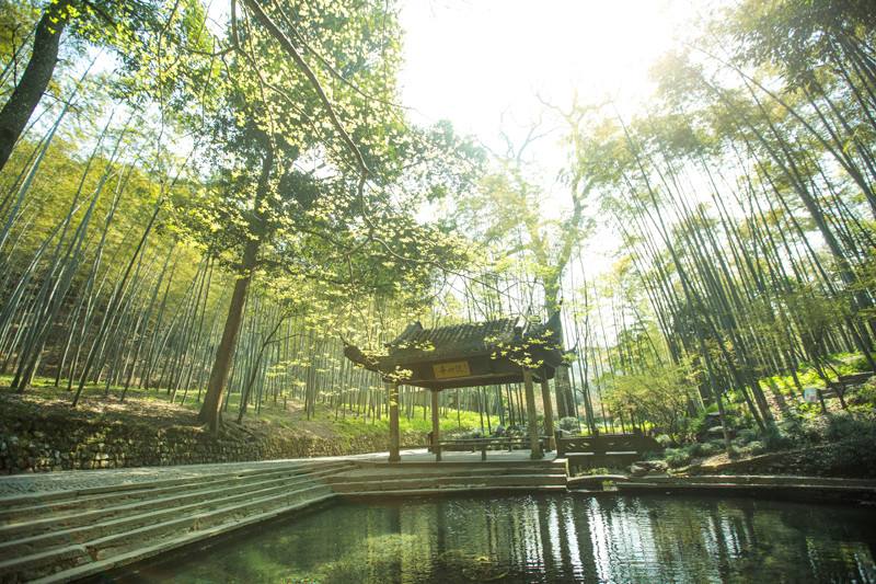 Bamboo-Forest