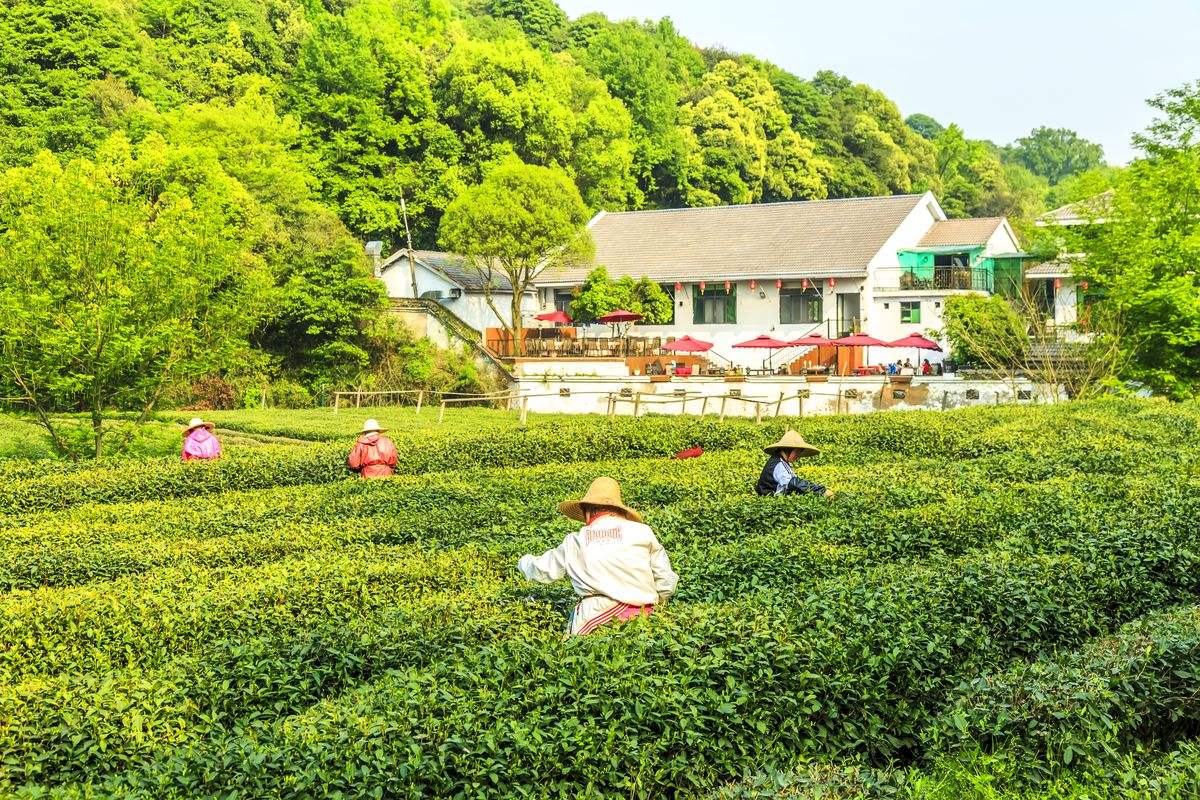 longjing