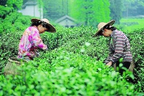 Meijiawu-Tea-Plantation
