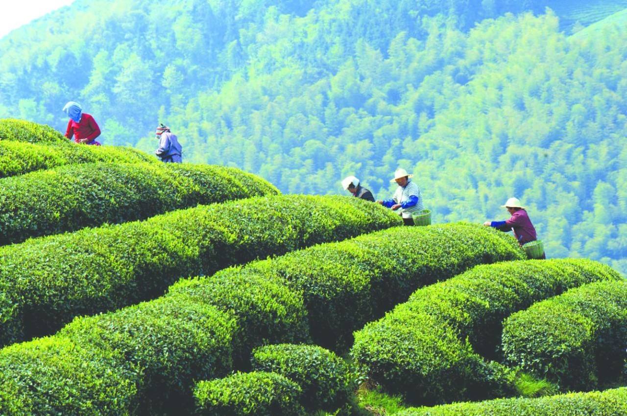 Shanghai tour includes longjing tea plantation.jpg