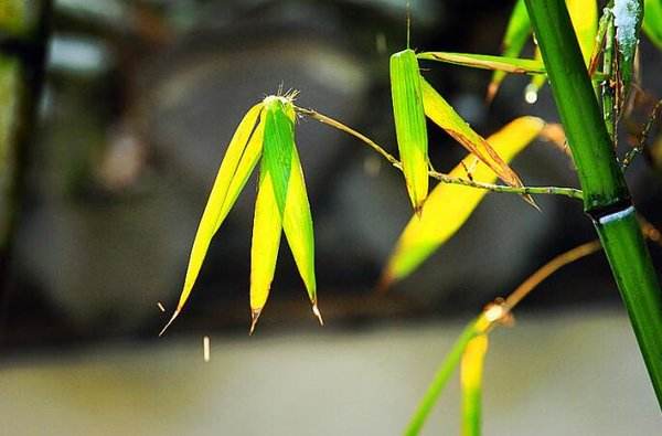 Southern_Sichuan_Bamboo_Forest_3.jpg