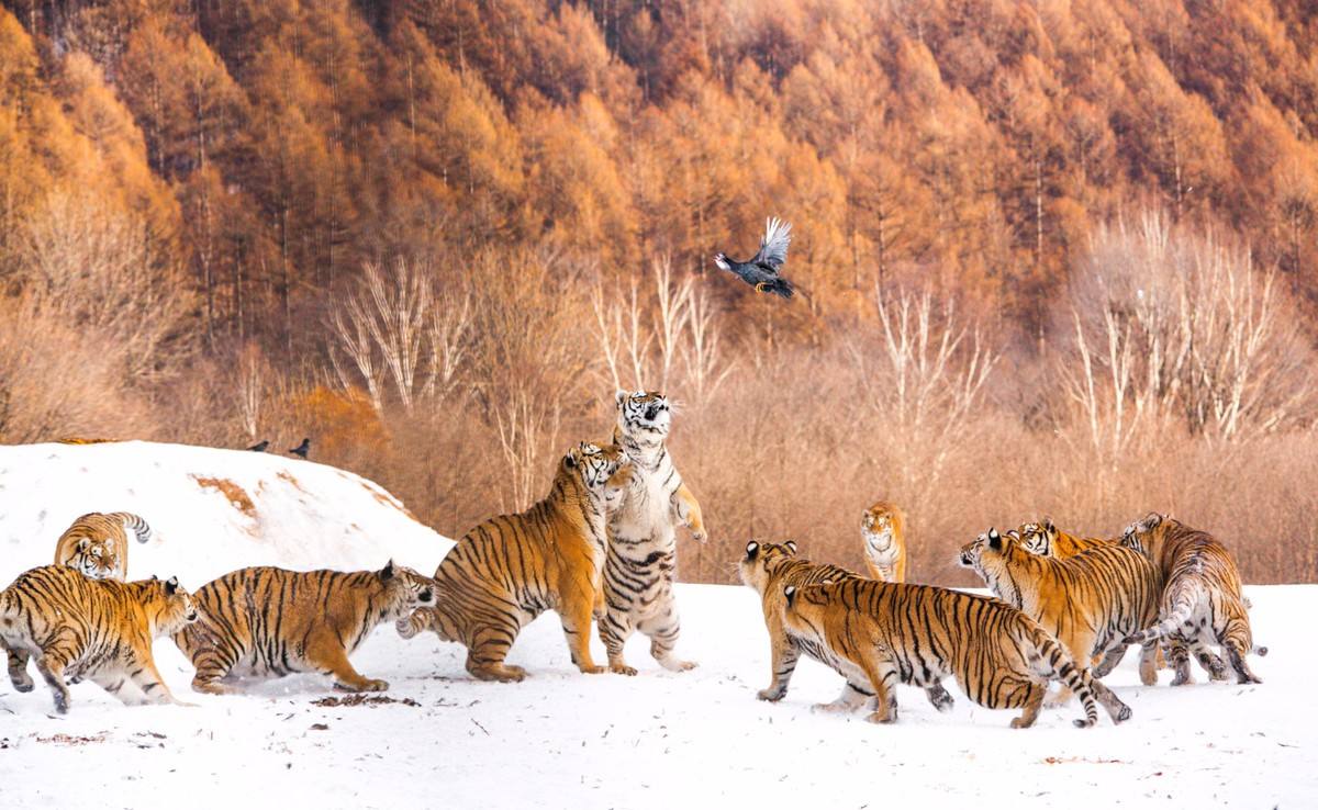 Siberian Tiger Park.jpg