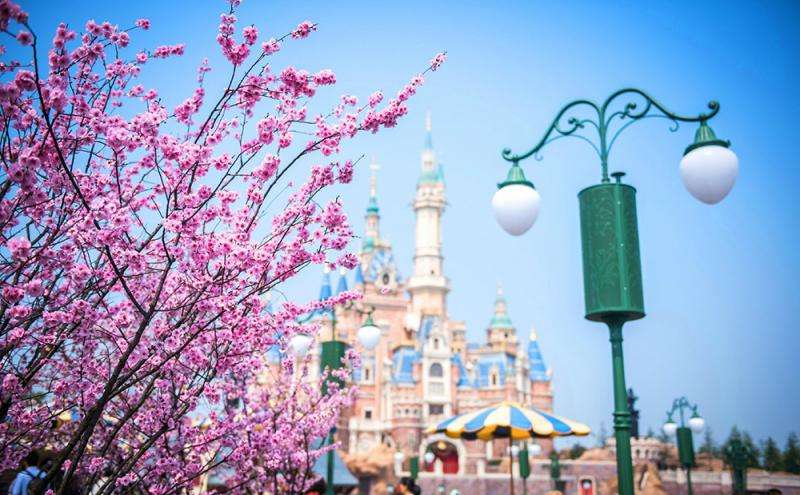 Disney_Land_Flower.jpg
