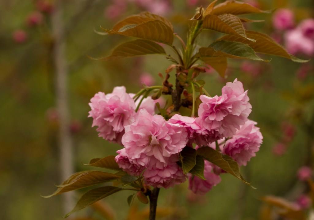 Shanghai_Botanical_Garden_1.jpg