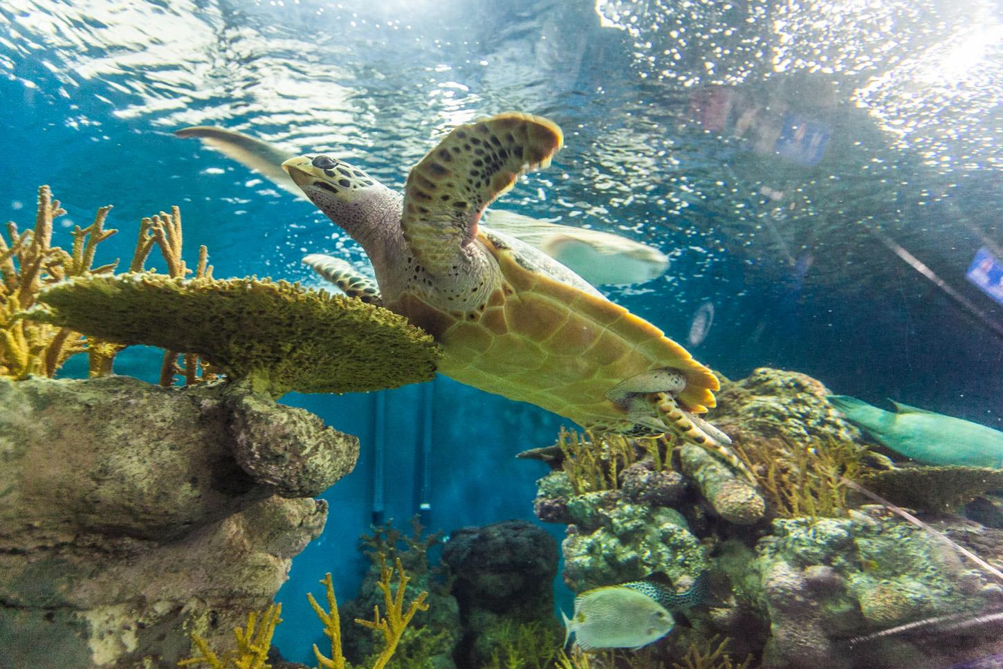 Shanghai_Ocean_Aquarium.jpg