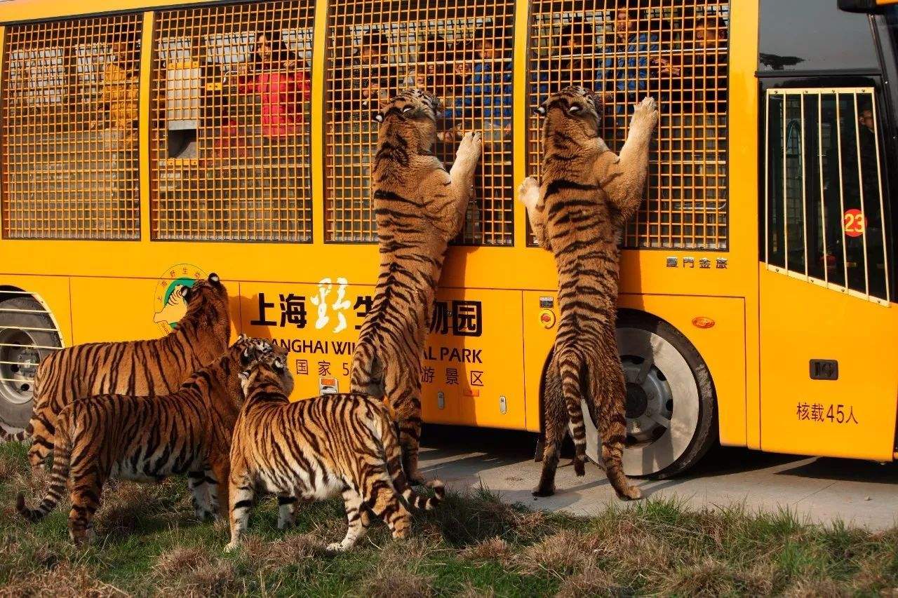 Shanghai_Wild_Animal_Park_1.jpg