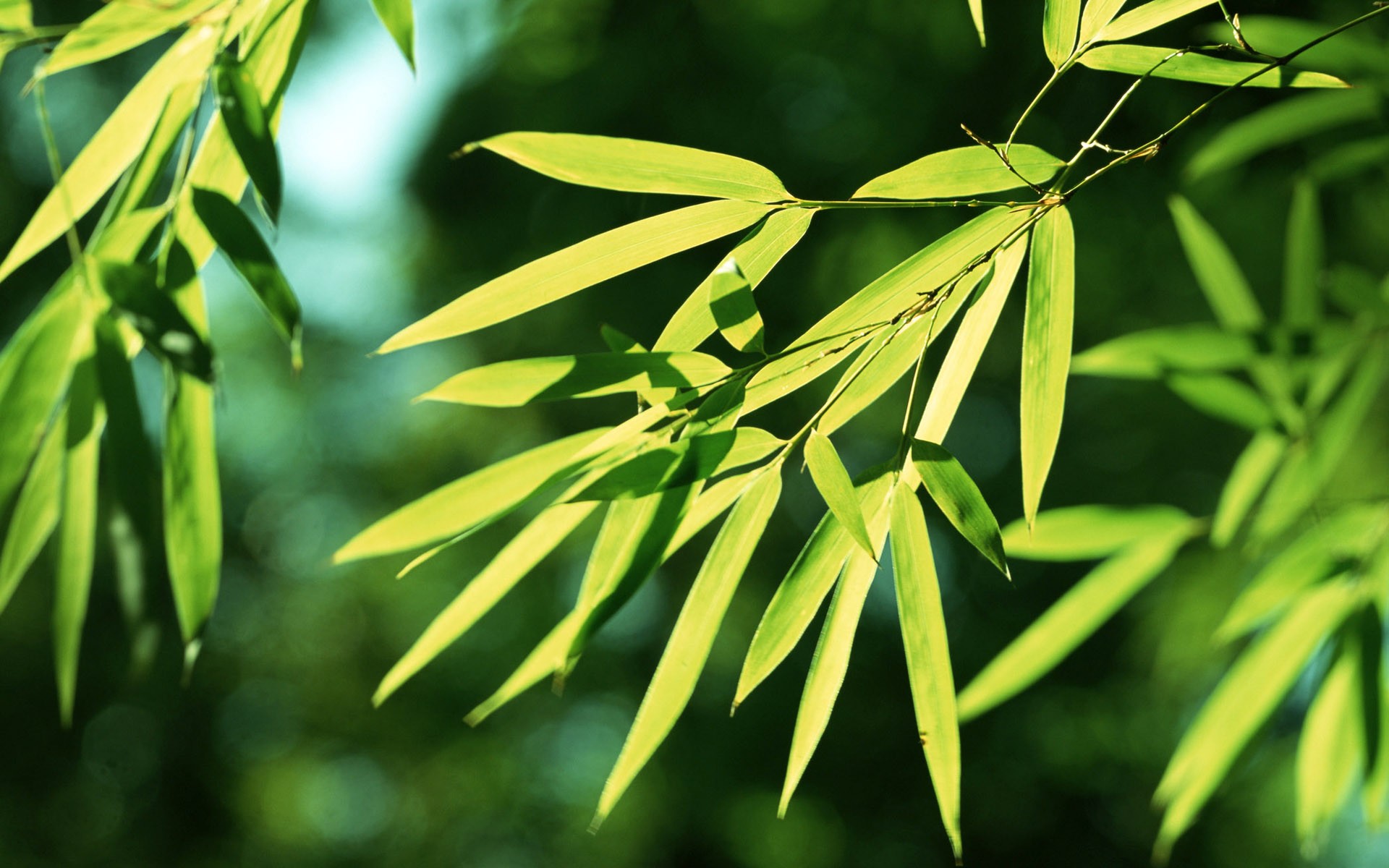 putuo purper Bamboo forest