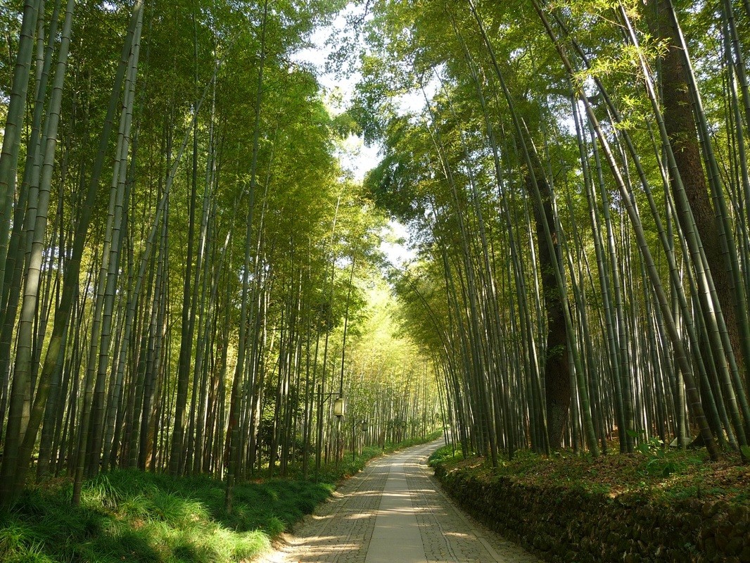 bamboo-forset