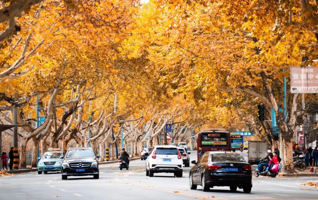 Wutong-Avenue-Nanjing