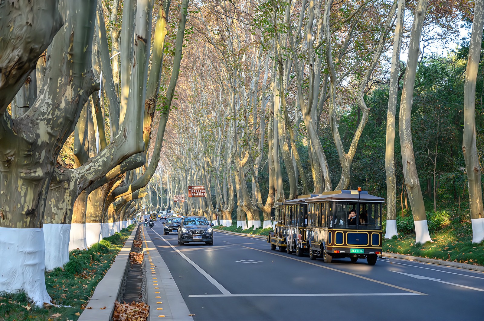Wutong-Avenue