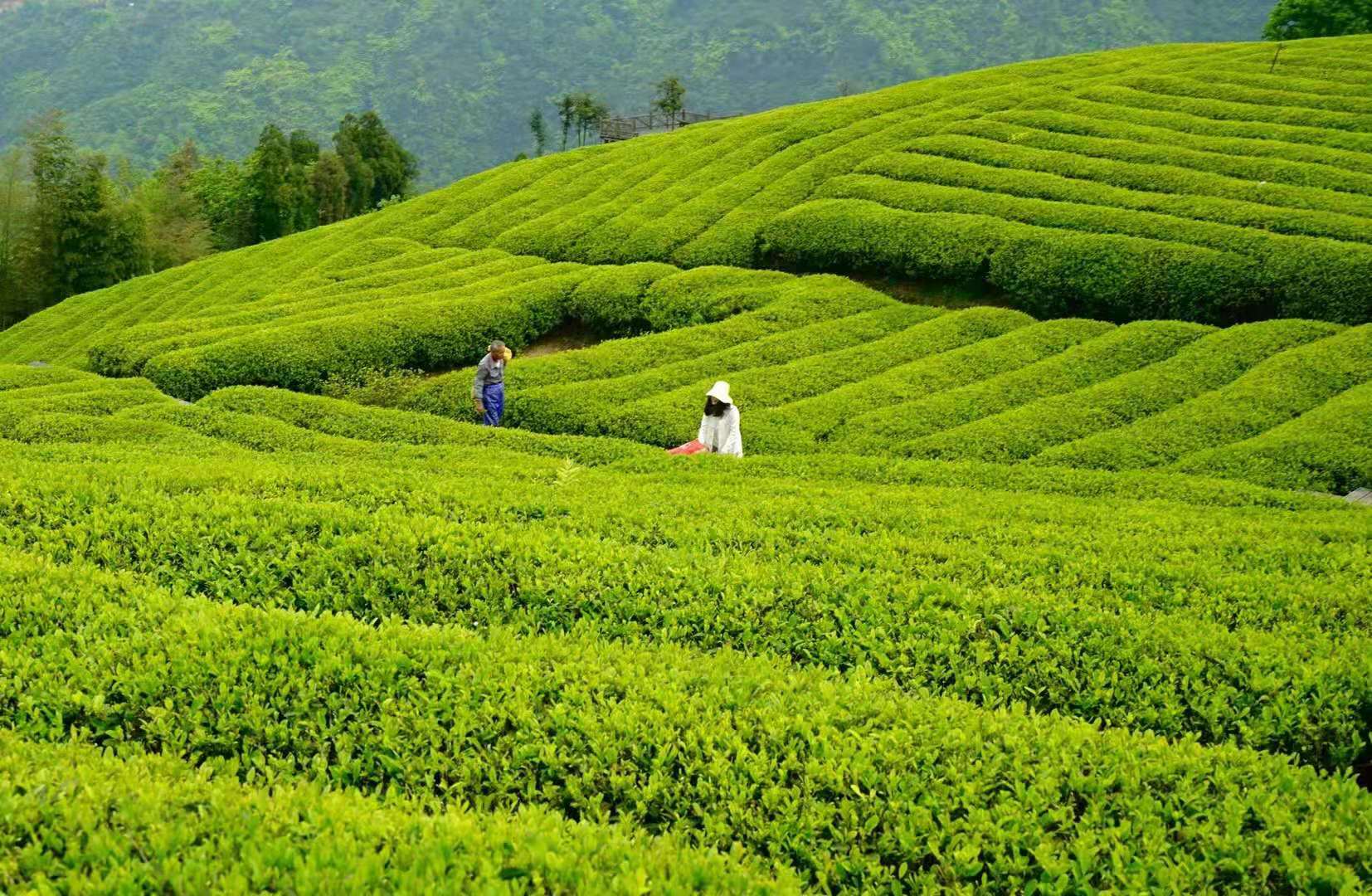 Meijiawu-Tea-Village