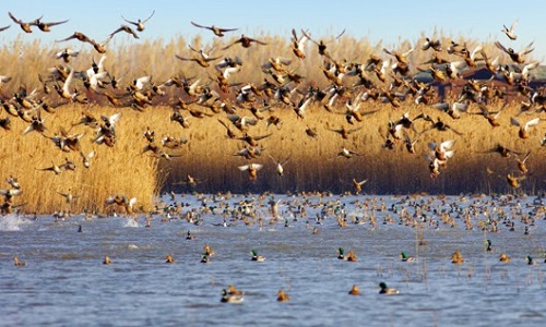 Chongming-Dongtan-Wetland-Park-Shanghai