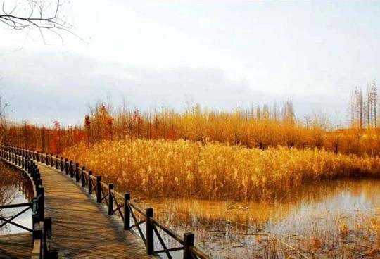 Xisha-Wetland-Park-Shanghai