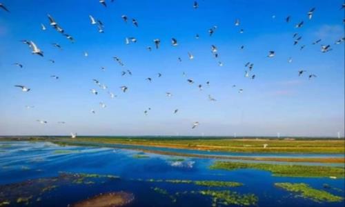 chongming-dongtan-wetland-park6