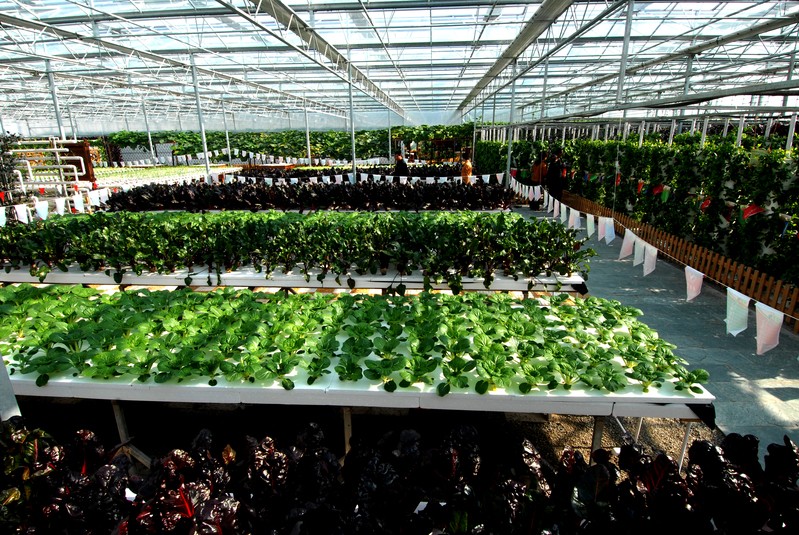 Shanghai-Local-Vegetable-Garden