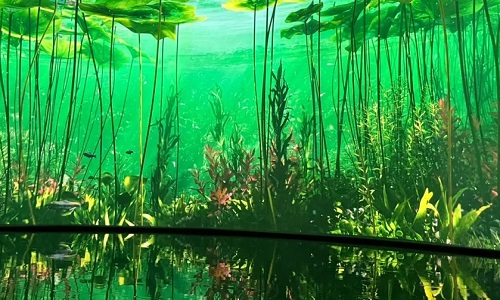 wetland-ecological