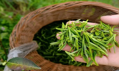 tea-tasting-huangshan