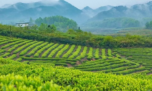 tea-tasting
