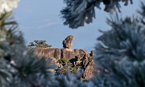 monkey-watching-the-sea
