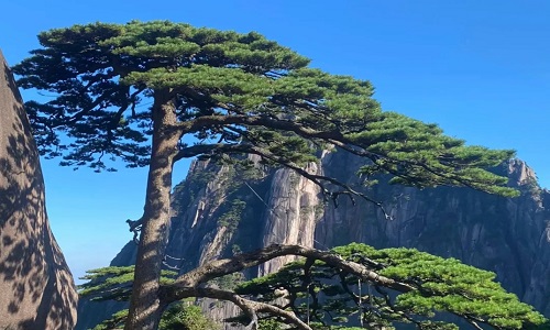 welcome-pine-huangshan