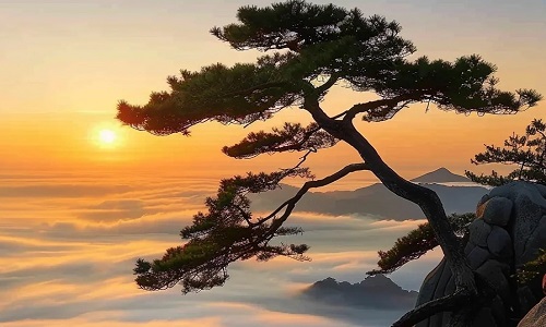 welcome-pine