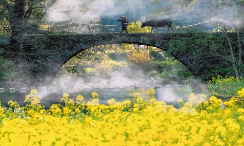 rapeseed-flowers