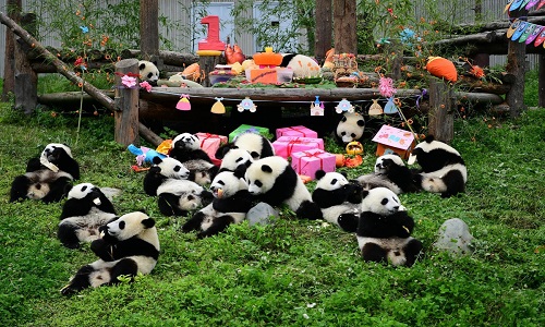 Chengdu-Research-Base-of-Giant-Panda-Breeding