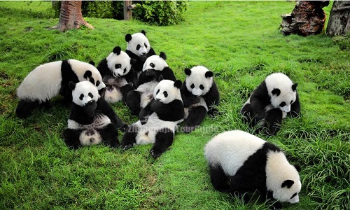 Chengdu-Research-Base-of-Giant-Panda-Breeding