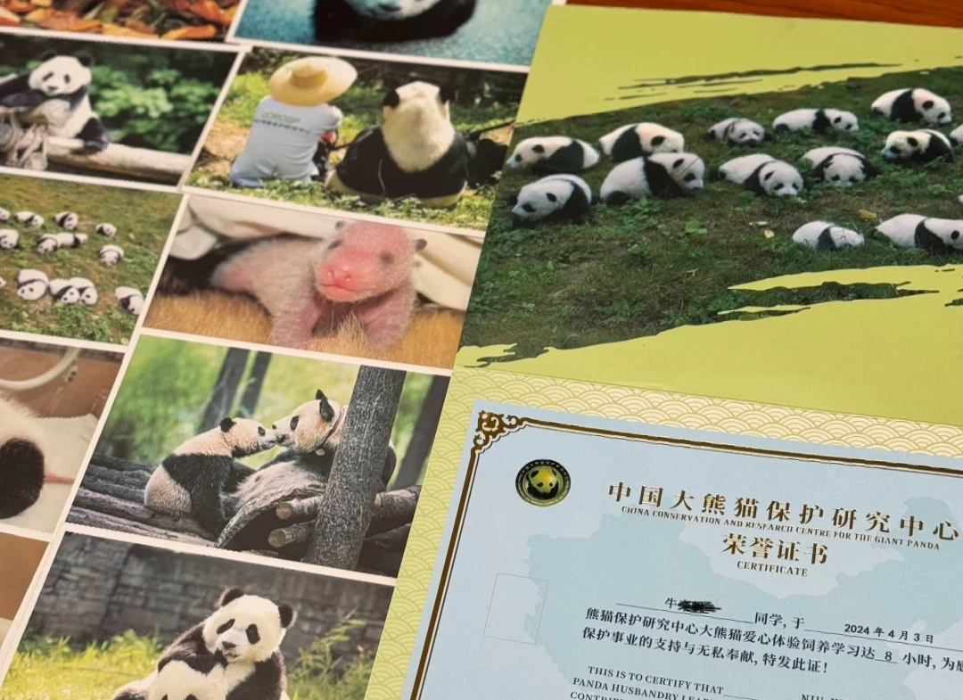 Panda-Volunteer-Certificate