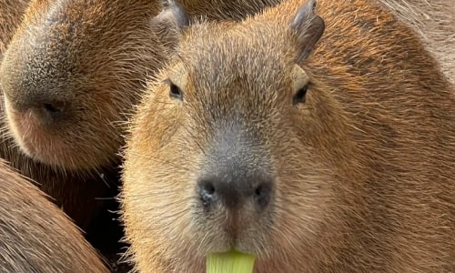Capybara