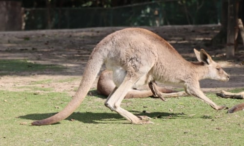 Kangaroo