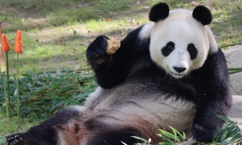 panda