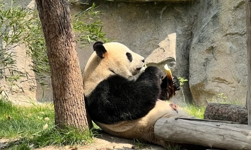 shanghai wild animal park-panda