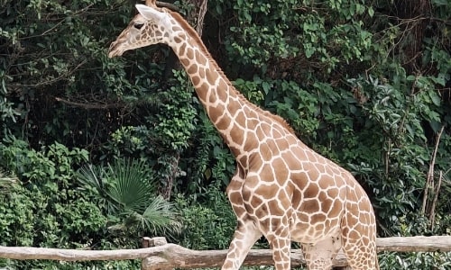 Giraffe