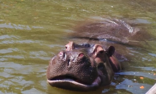 Hippopotamus
