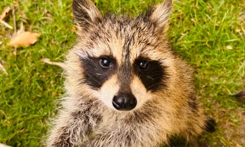 Raccoon