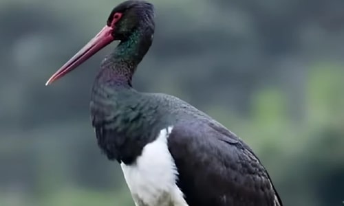 Black Stork
