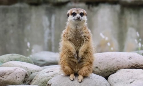 Meerkat