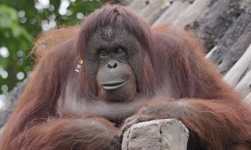 Orangutan