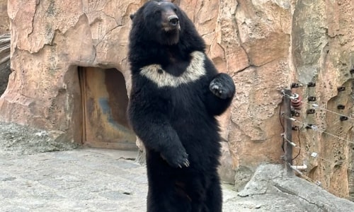Asian Black Bear