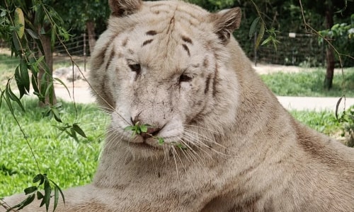 White Tiger