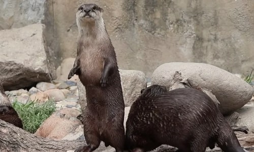 Asian Small-clawed Otter
