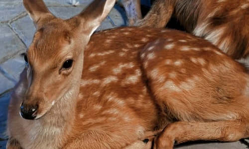 Sika Deer