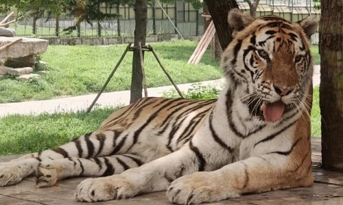 Northeast China Tiger